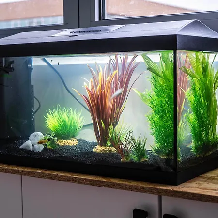 Studio Chaleureux Avec Aquarium
